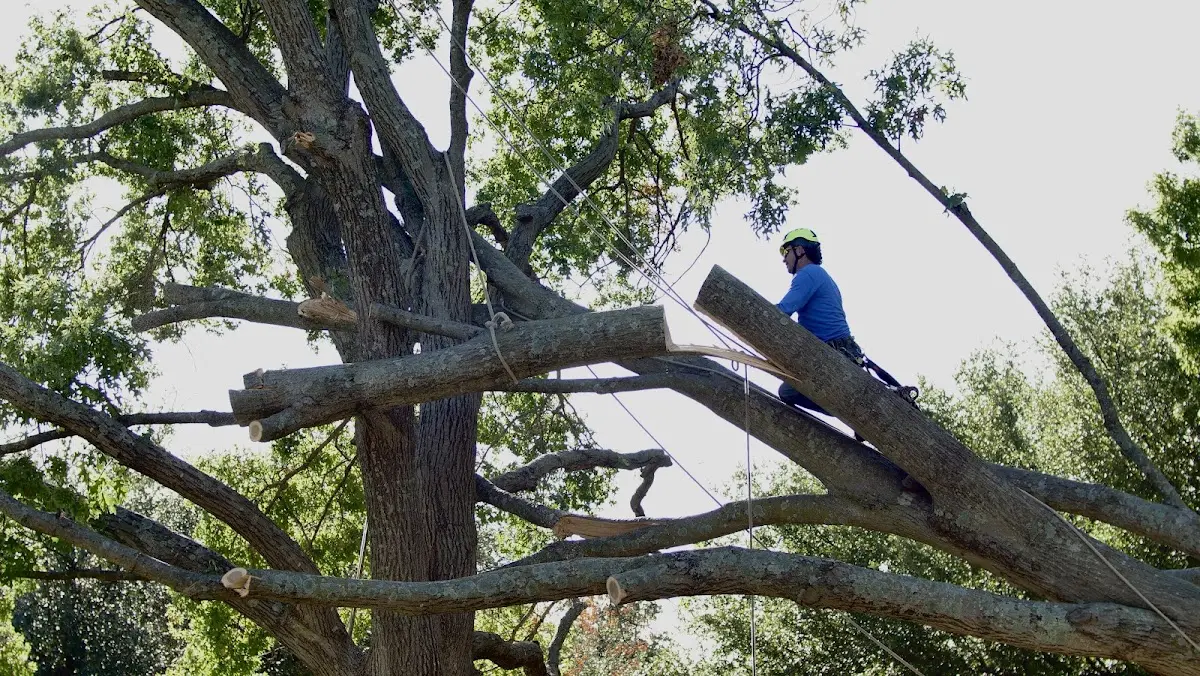 Professional Crown Thinning performed by certified arborists in Thetford